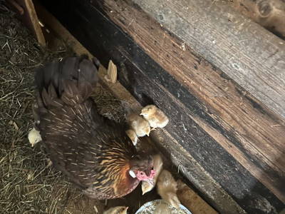 Bild 63 aus  Bio-Hof Lexmühle