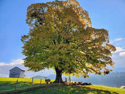 Bild 33 aus  Blickfang Bregenzerwald