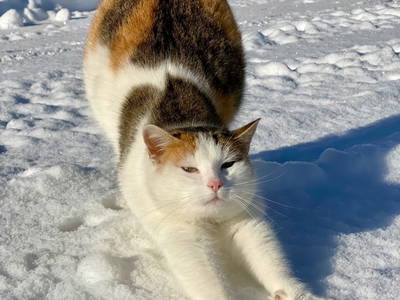 Bild 110 aus  Ederbauer