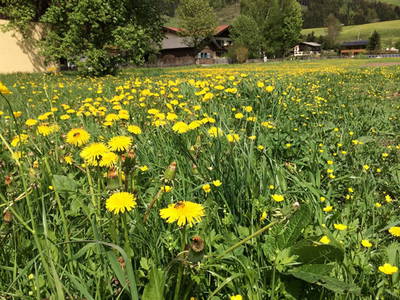 Bild 25 aus  Erbhof Kleintödling