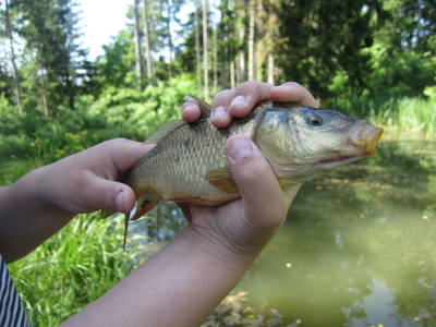 Bild 39 aus  Hoferpeter