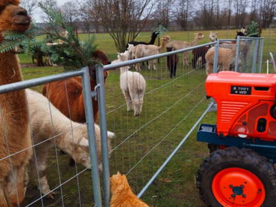 Bild 7 aus  Tiny House trifft Alpaka-Traum – Natururlaub mal anders!
