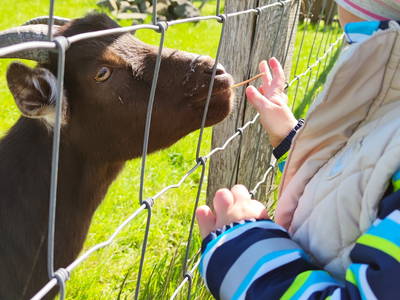 Bild 17 aus  Ferienhof  "Groot Plaats"