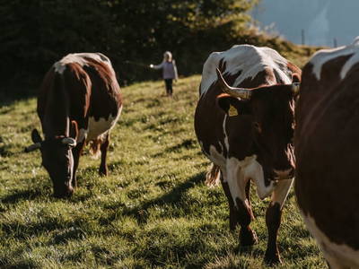 Bild 83 aus  Gasperhof