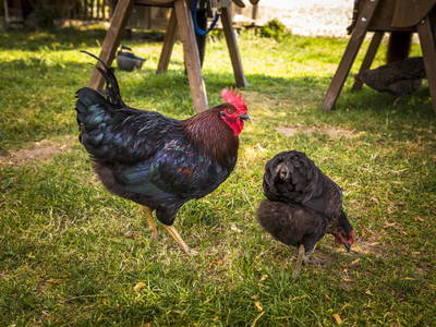 Bild 35 aus  Proneben Gut - Erlebnisbauernhof u. Kuschelhütten