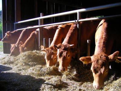 Bild 4 aus  Ferienhof Ebsen