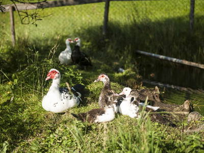 Bild 28 aus  Ferienhaus Weitblick am Pürstinghof