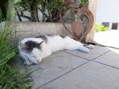 Bild 97 aus  Grainmeister