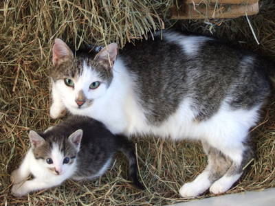 Bild 21 aus  Ferienhof Schmidt-Köss