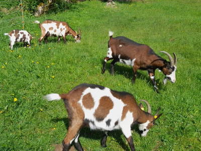 Bild 37 aus Ferienhof Obertenn