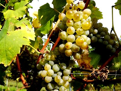 Bild 4 aus Bio Weinbauernhof Wiesinger