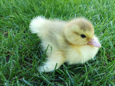 Bild 39 aus  Ferienhaus Weinmeyer 