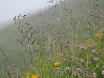 Bild 26 aus  Mühlehof Ennemoser