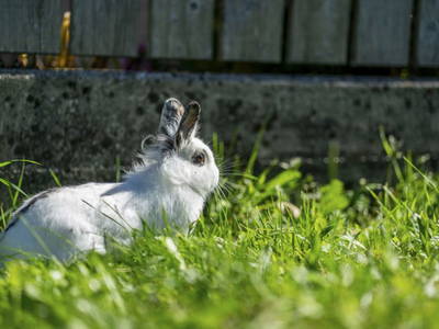 Bild 154 aus  Hagerhof