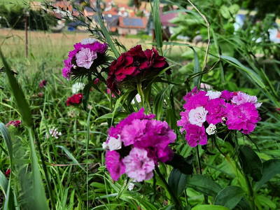 Bild 36 aus  Finnhütten Hohe Klinge- auf der Sonnenseite des Thüringer Waldes, mit traumhafter Aussicht