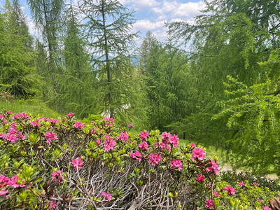 Bild 175 aus Neuwirth Hütte
