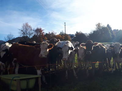 Bild 40 aus  Hüttstädterhof