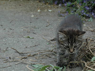 Bild 24 aus  Haus Waldesruh