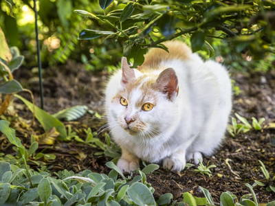 Bild 18 aus  Viehhofgut