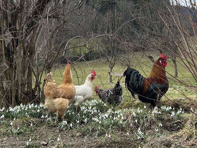 Bild 10 aus  Wiererhof