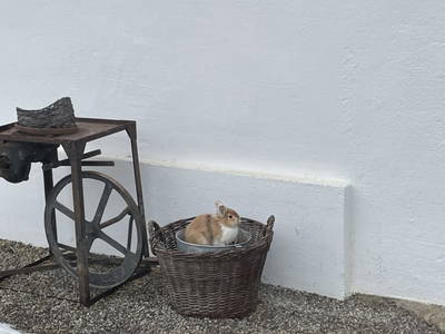 Bild 110 aus  Biobauernhof Lechnerbauer