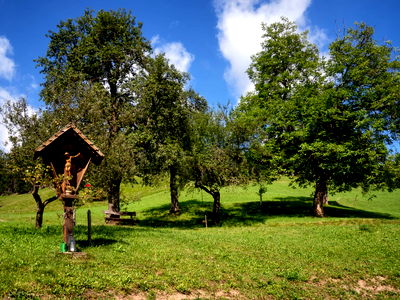Bild 40 aus Bio-Bergbauernhof Weger, vlg. Rübenstöffl