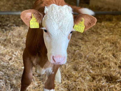 Bild 86 aus  Kainreiterhof