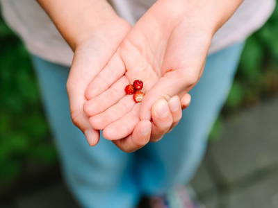 Bild 128 aus  Zechnerhof