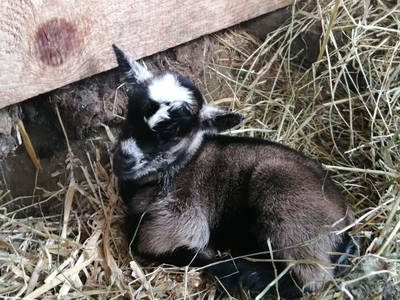 Bild 165 aus  Almchalet Nikola