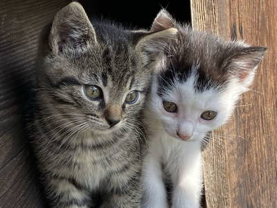 Bild 58 aus  Egglbauer