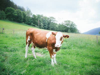 Bild 33 aus  Ferienbauernhof Voß