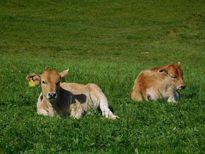 Bild 19 aus  Grosserhütte