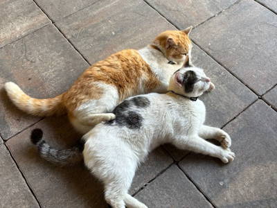 Bild 77 aus  Sachsenbucherhof