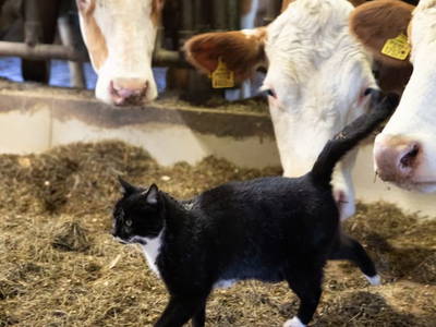 Bild 83 aus  Chalet Steinerner Meerblick
