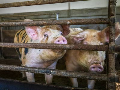 Bild 159 aus  Bio-Bauernhof Schweizerhof