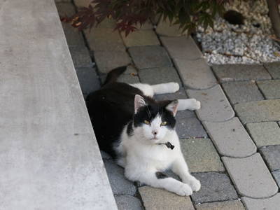 Bild 14 aus  Ferienhof & Ferienwohnungen Büller