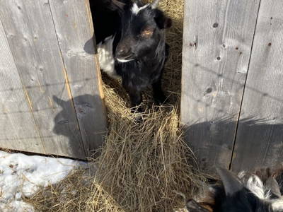 Bild 34 aus  Biohof Kroisleitner