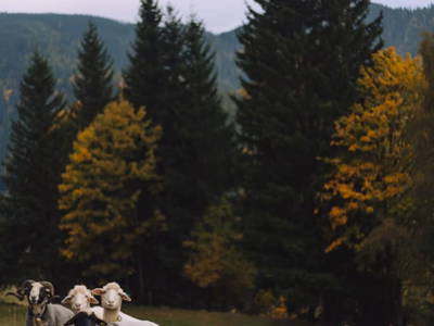 Bild 131 aus  Heselehof