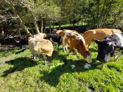 Bild 12 aus  Kaserer