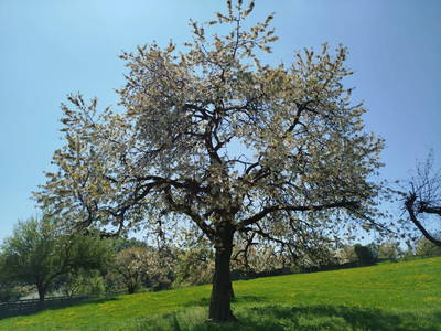 Bild 122 aus Promschhof