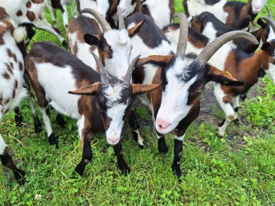 Bild 29 aus  Voithof