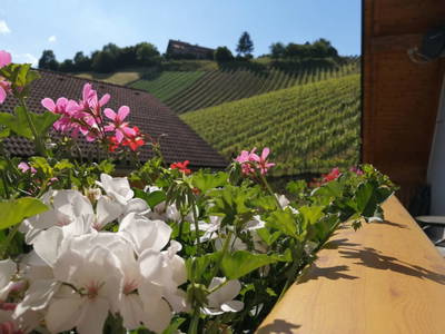 Bild 68 aus  Weingut Stoff