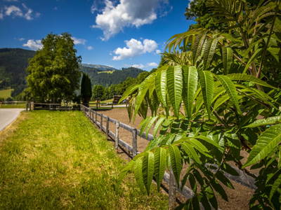 Bild 90 aus  Zauchtalerhof
