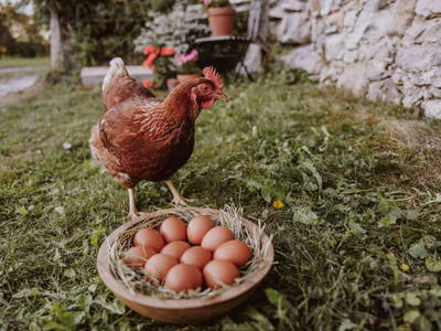 Bild 81 aus  Hofstatt Salzburg Ferienhaus 
