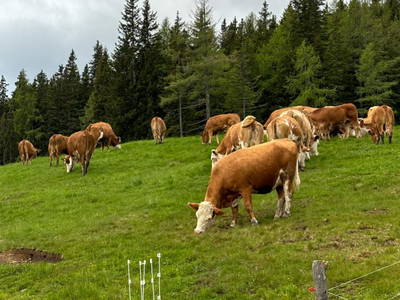 Bild 75 aus  Grossa Hütten