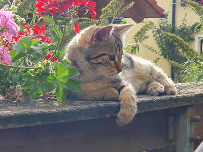 Bild 25 aus  Ferienhof Lochau