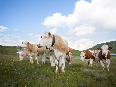 Bild 39 aus  Obere Sandrisser Hütte