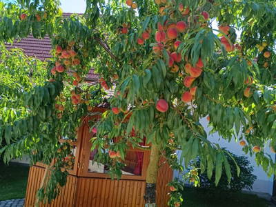 Bild 11 aus  DIETRICH Hof Hessendorf
