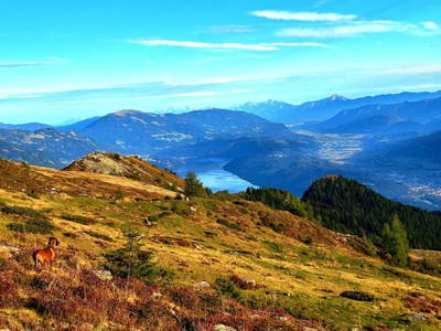 Bild 28 aus  Almhütte Pucher