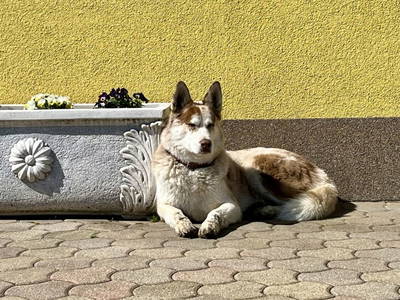 Bild 31 aus  Kuchlbauer